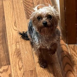 Meet your Posher, Ben